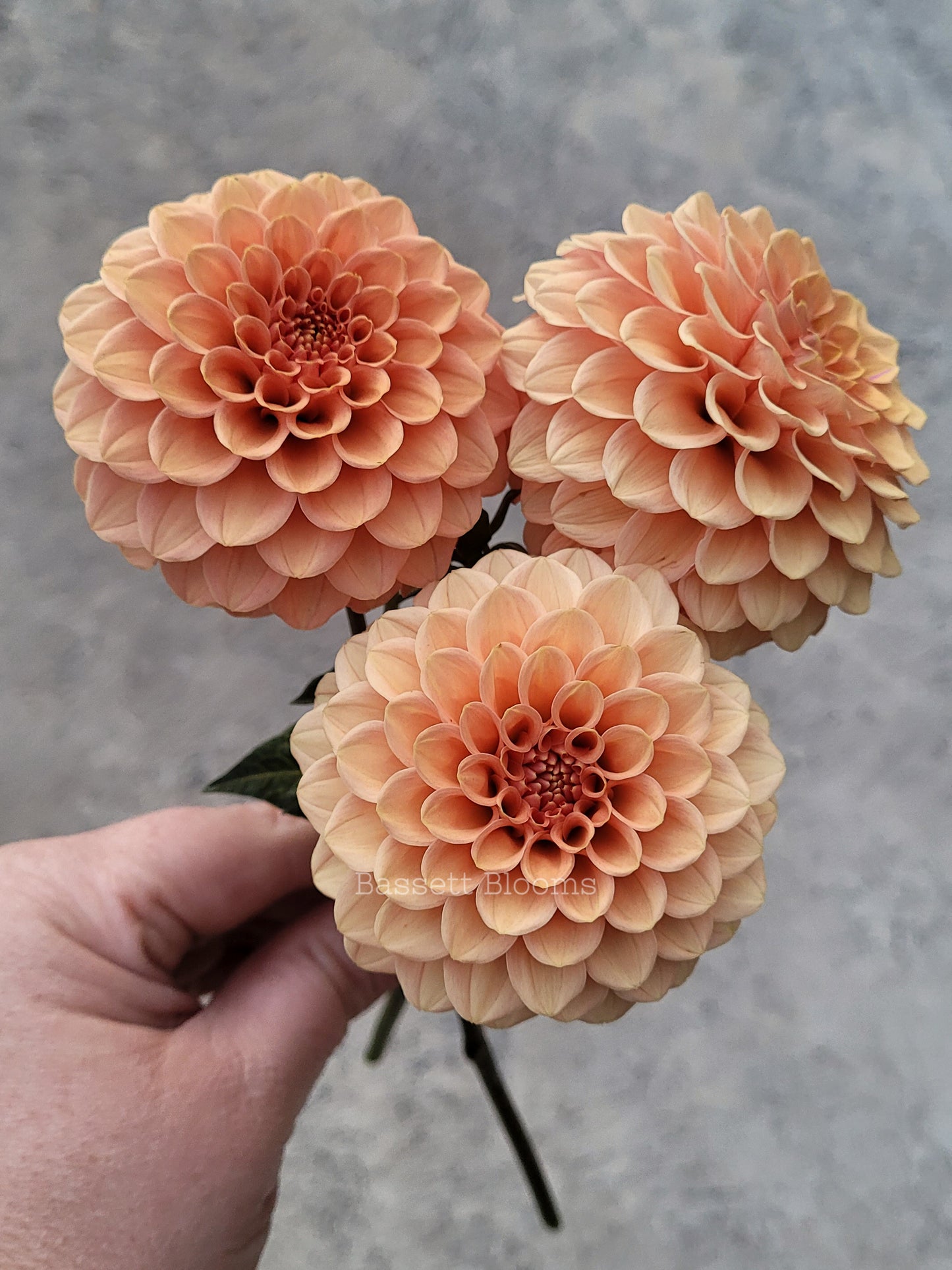 Rose Toscano - Dahlia Tuber (4 PACK)