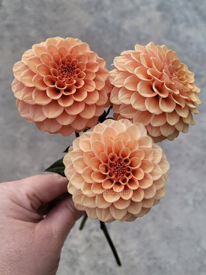 Rose Toscano - Dahlia Tuber (4 PACK)