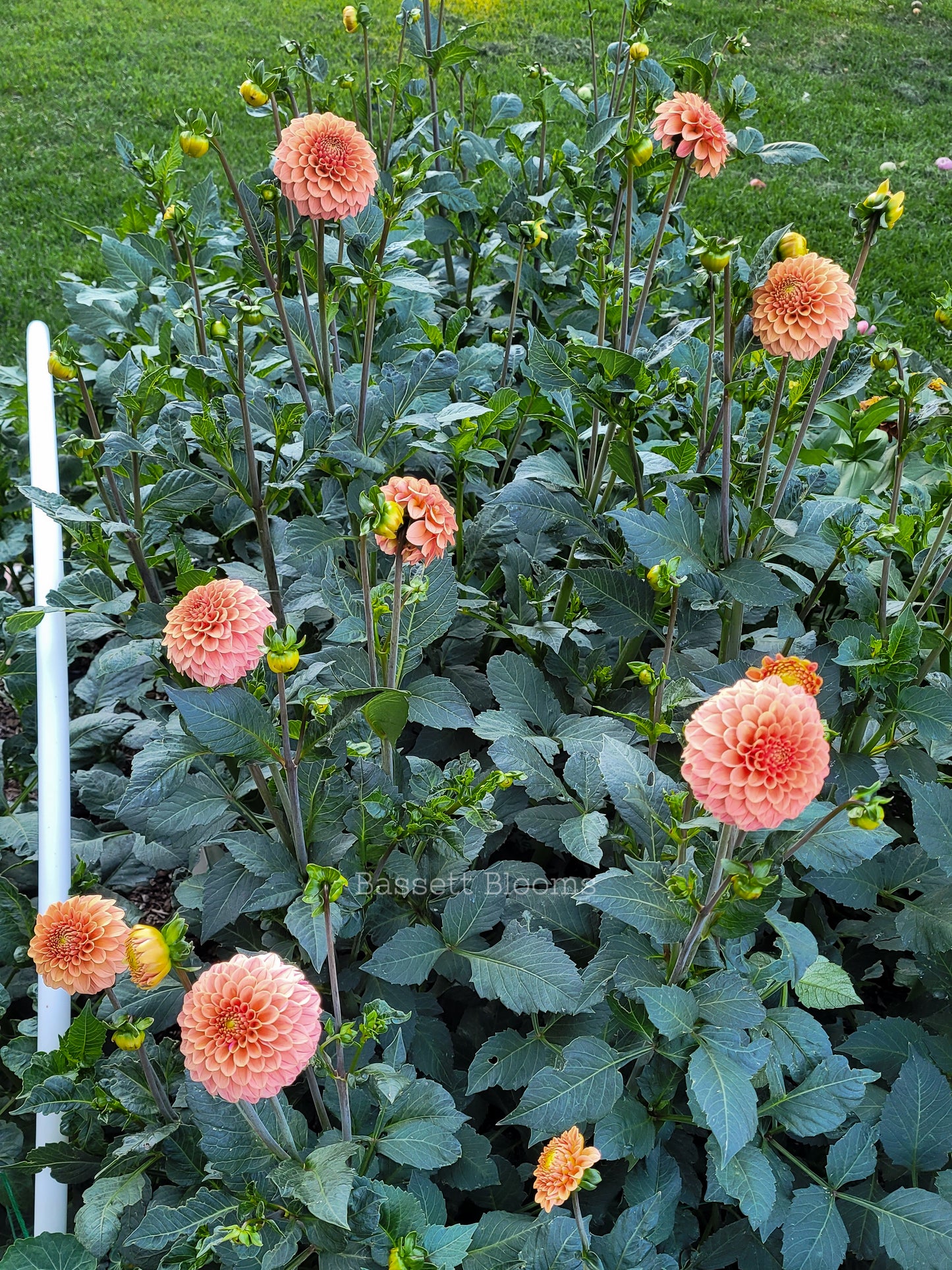 Rose Toscano - Dahlia Tuber