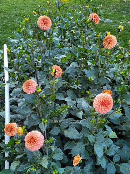 Rose Toscano - Dahlia Tuber