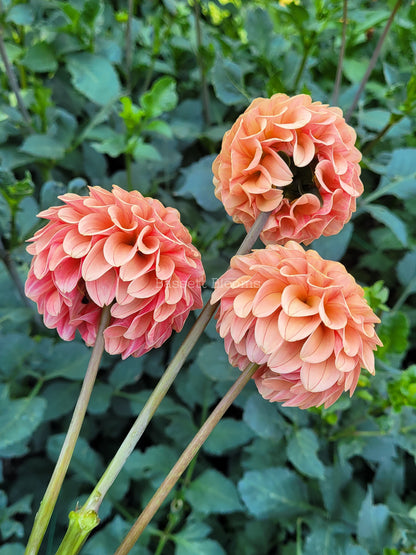 Rose Toscano - Dahlia Tuber