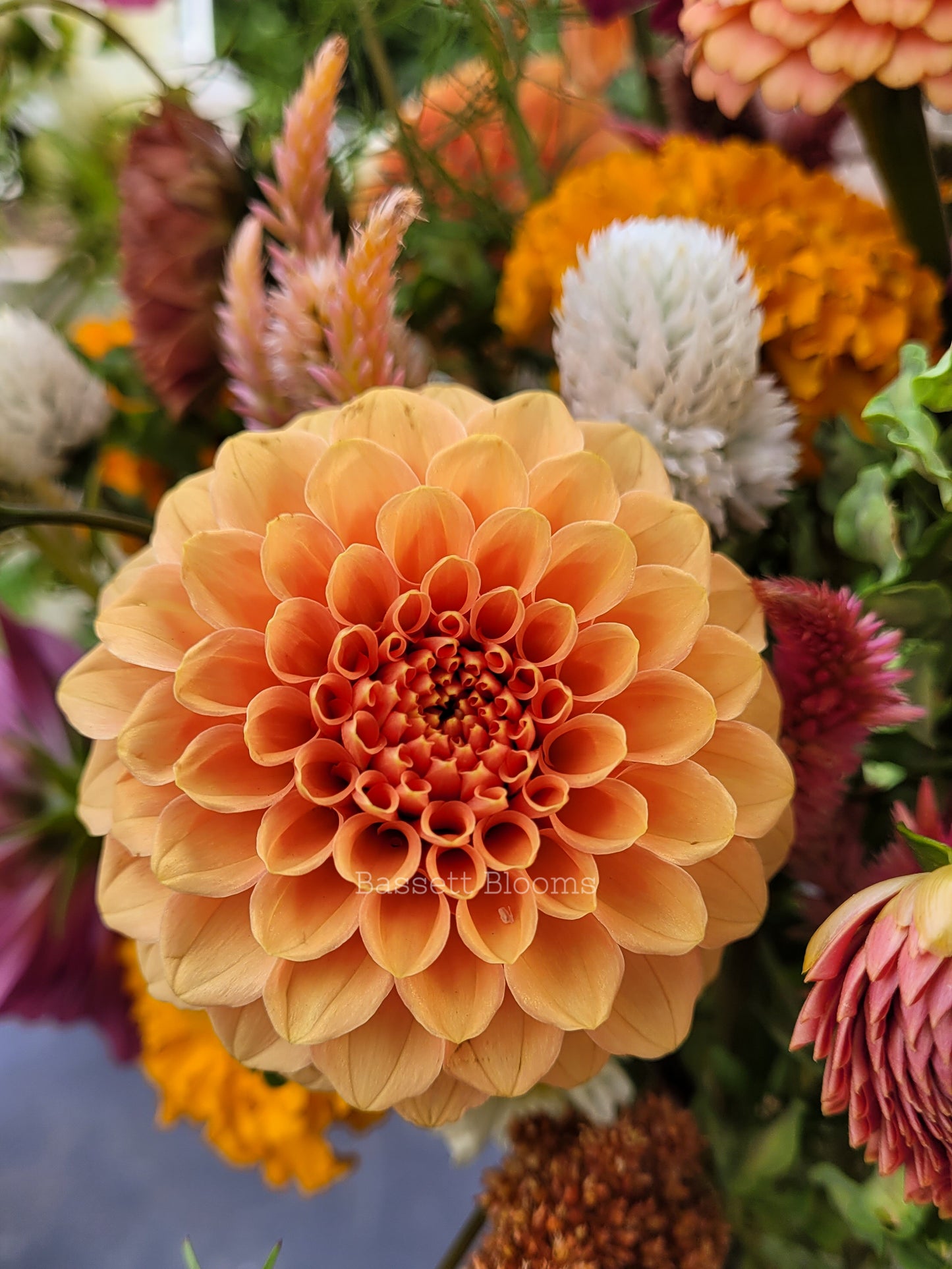 Rose Toscano - Dahlia Tuber