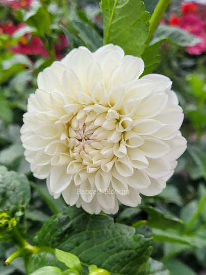 Ryecroft Brenda T - Dahlia Tuber