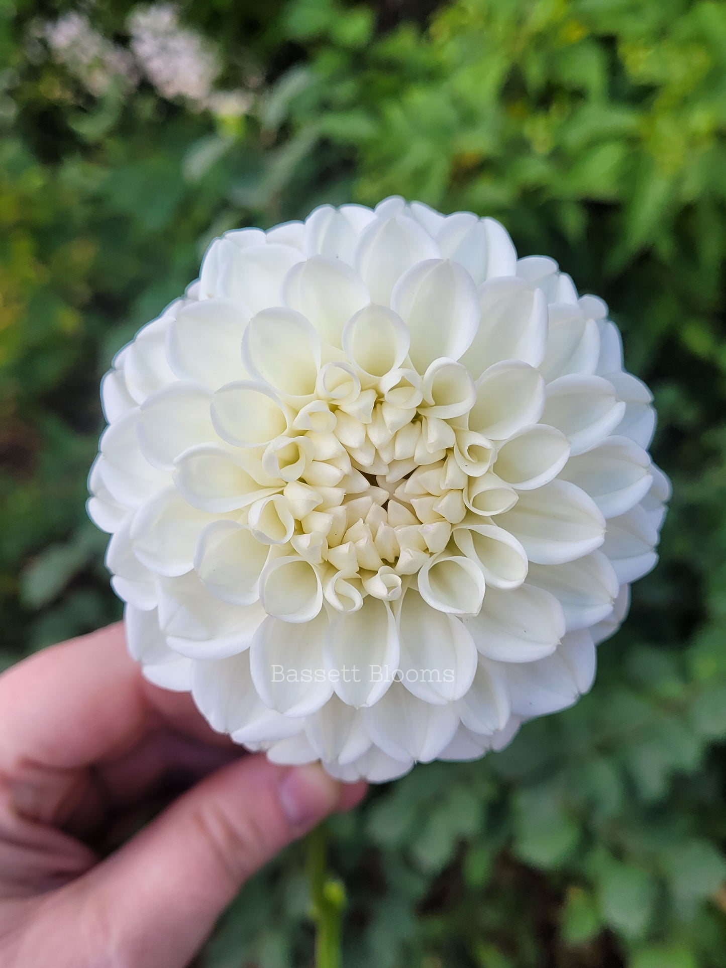 Ryecroft Brenda T - Dahlia Tuber