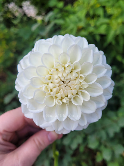 Ryecroft Brenda T - Dahlia Tuber
