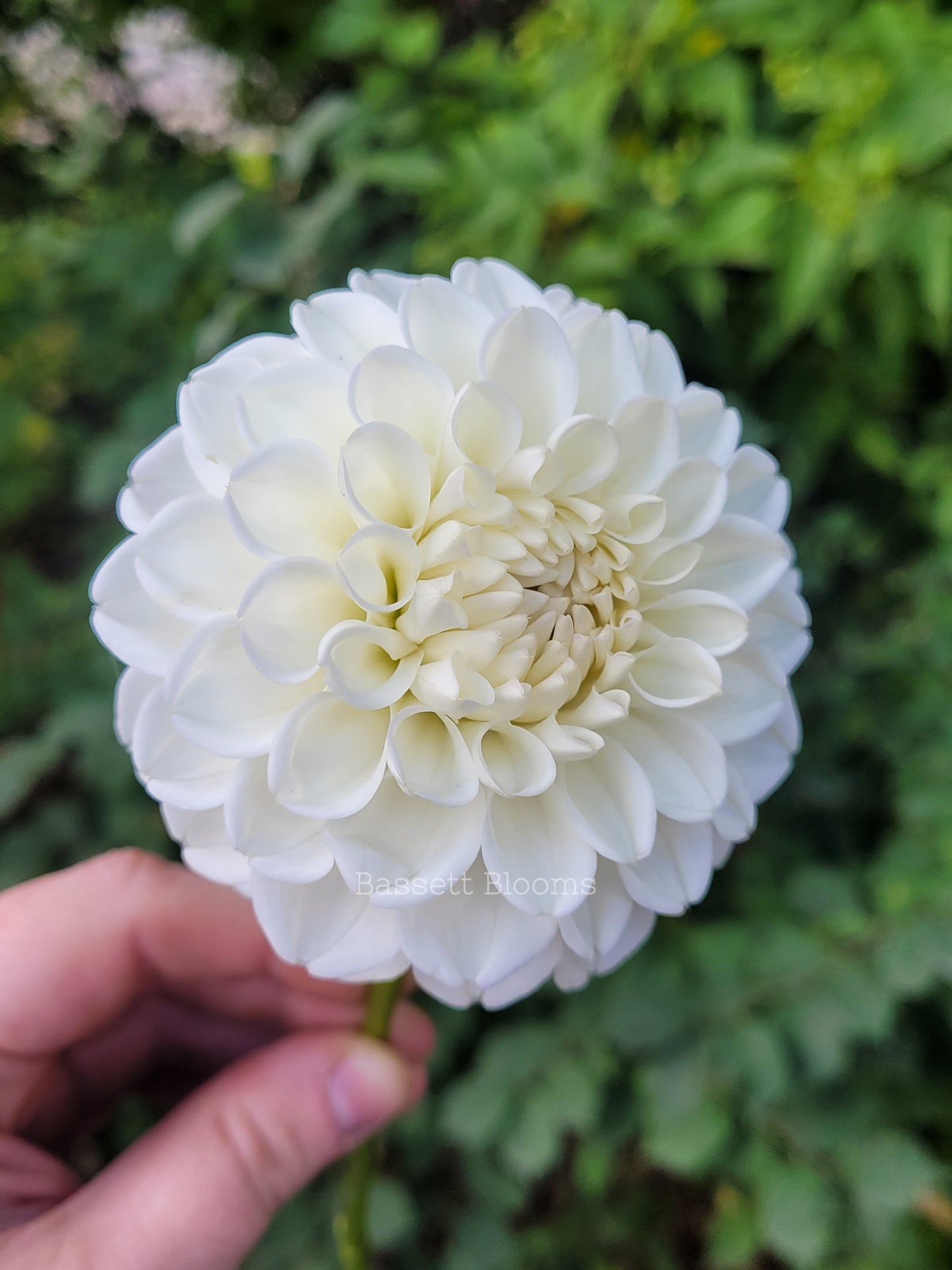 Ryecroft Brenda T - Dahlia Tuber