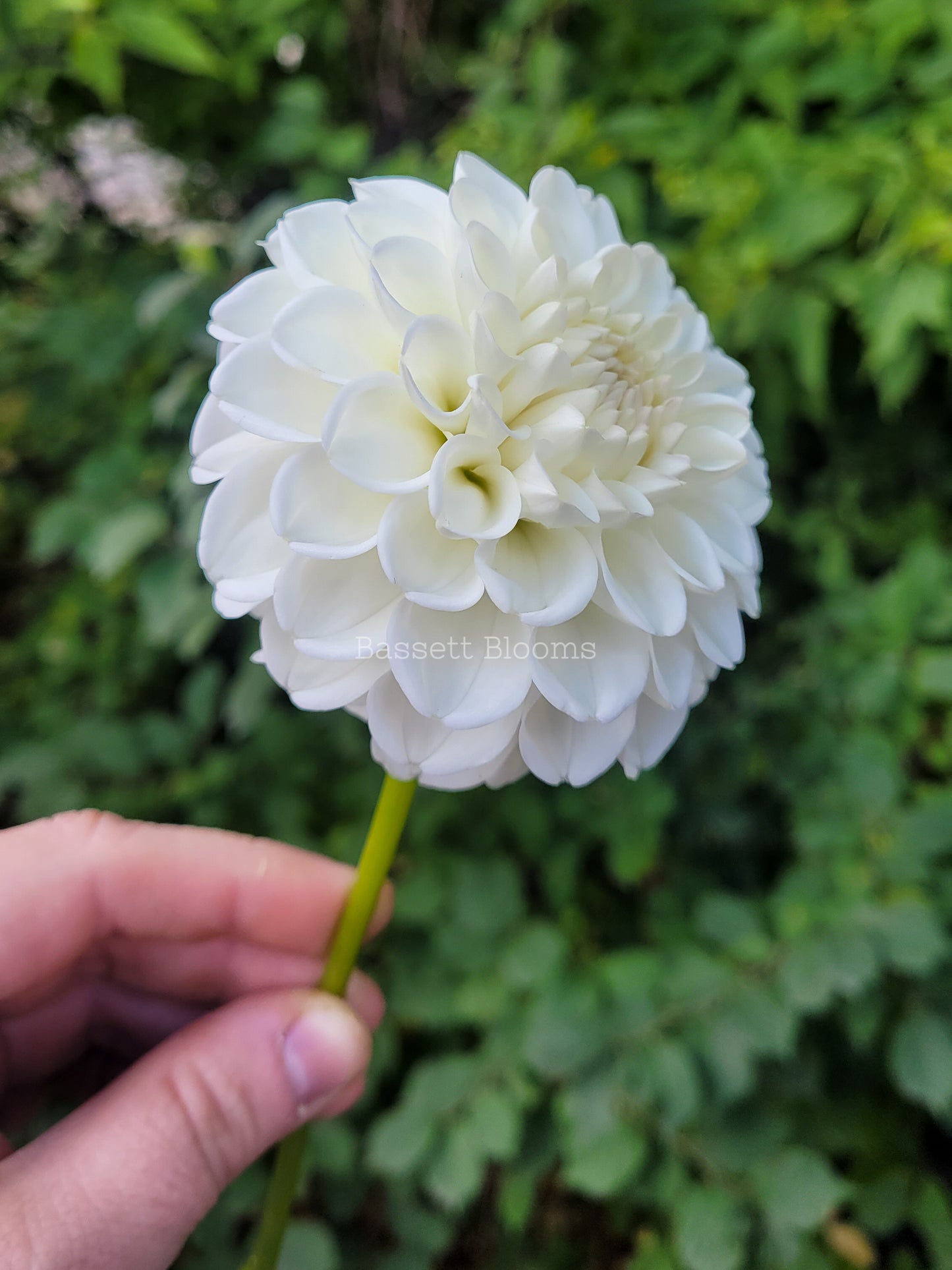 Ryecroft Brenda T - Dahlia Tuber