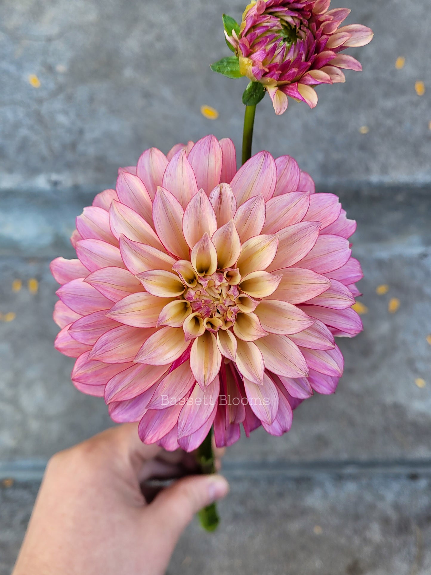 Stillwater Becky - Dahlia Tuber