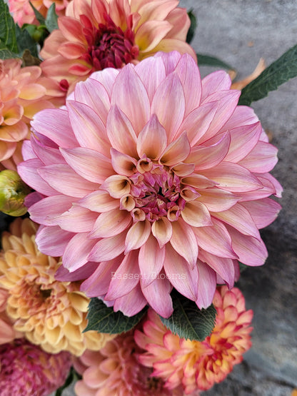 Stillwater Becky - Dahlia Tuber