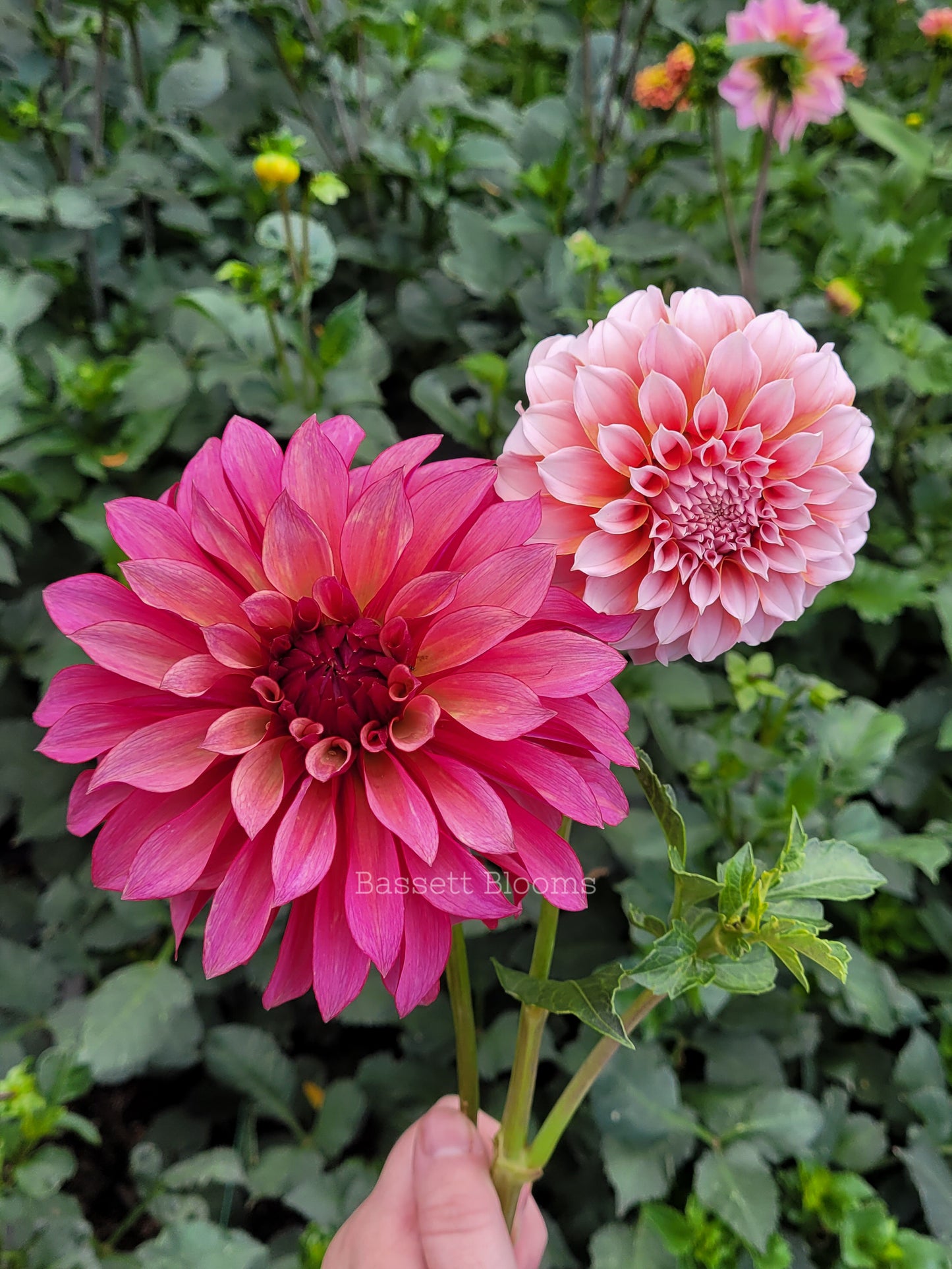 Stillwater Becky - Dahlia Tuber