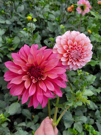 Stillwater Becky - Dahlia Tuber