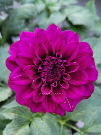 Taboo - Dahlia Tuber