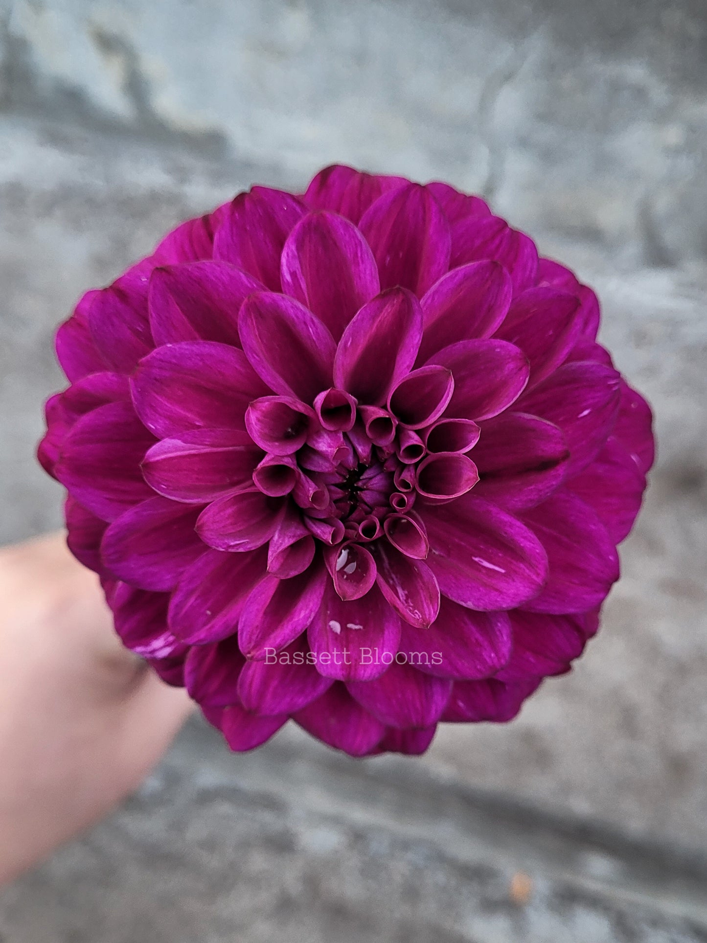 Taboo - Dahlia Tuber
