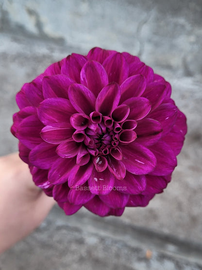 Taboo - Dahlia Tuber