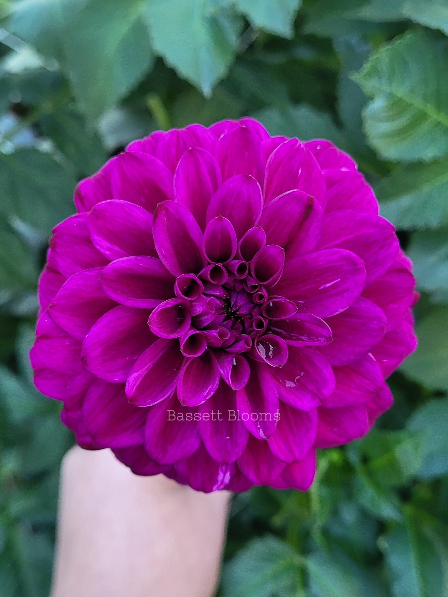 Taboo - Dahlia Tuber