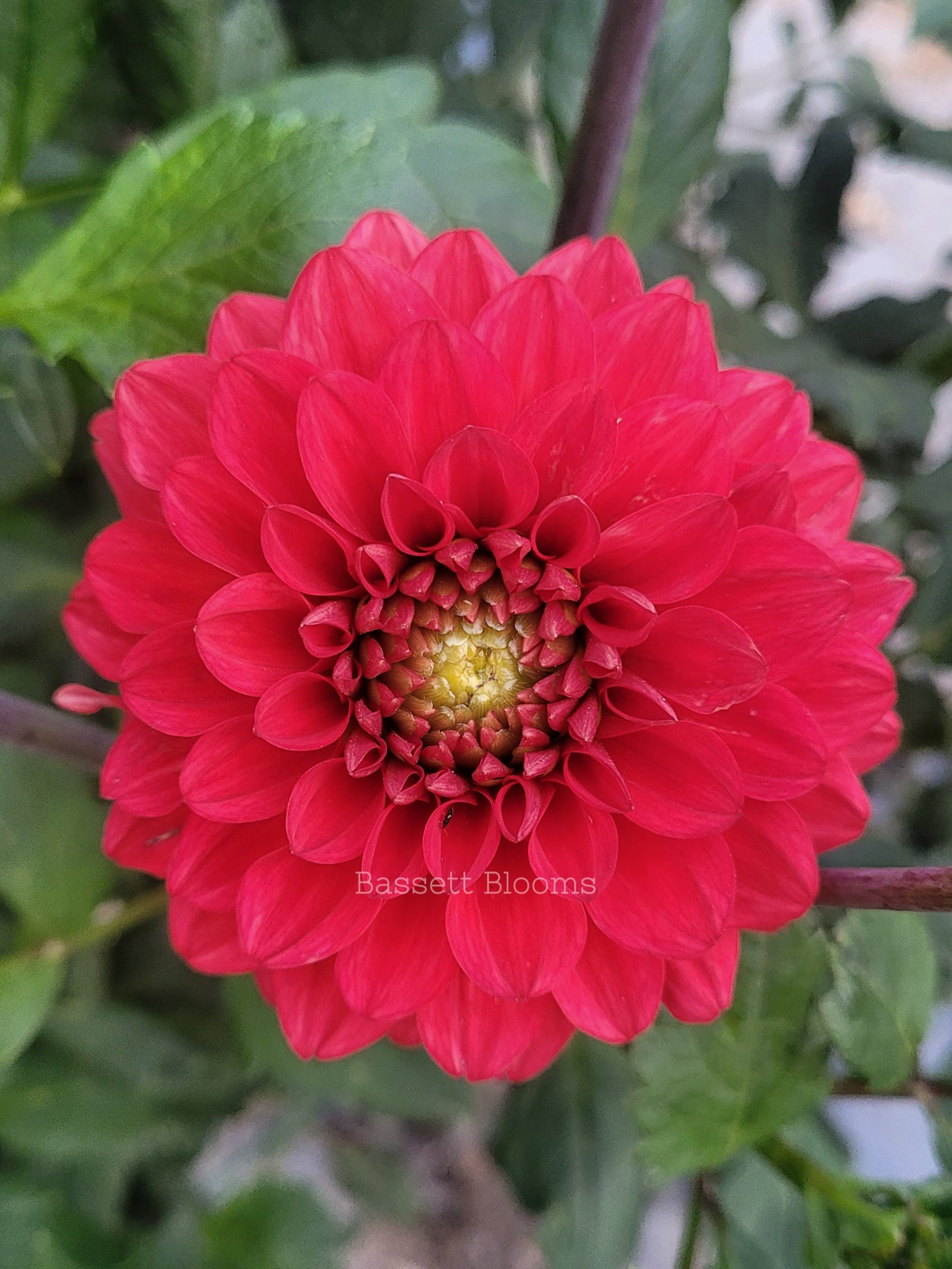 Tempest - Dahlia Tuber