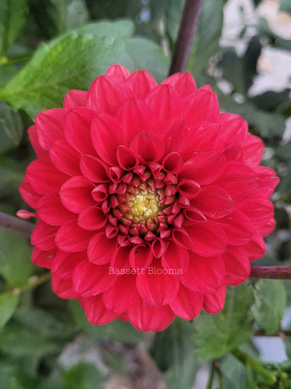Tempest - Dahlia Tuber