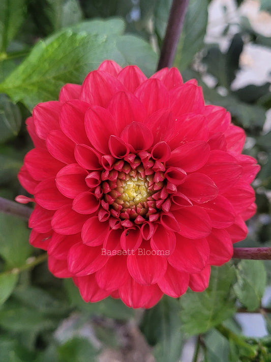 Tempest - Dahlia Tuber