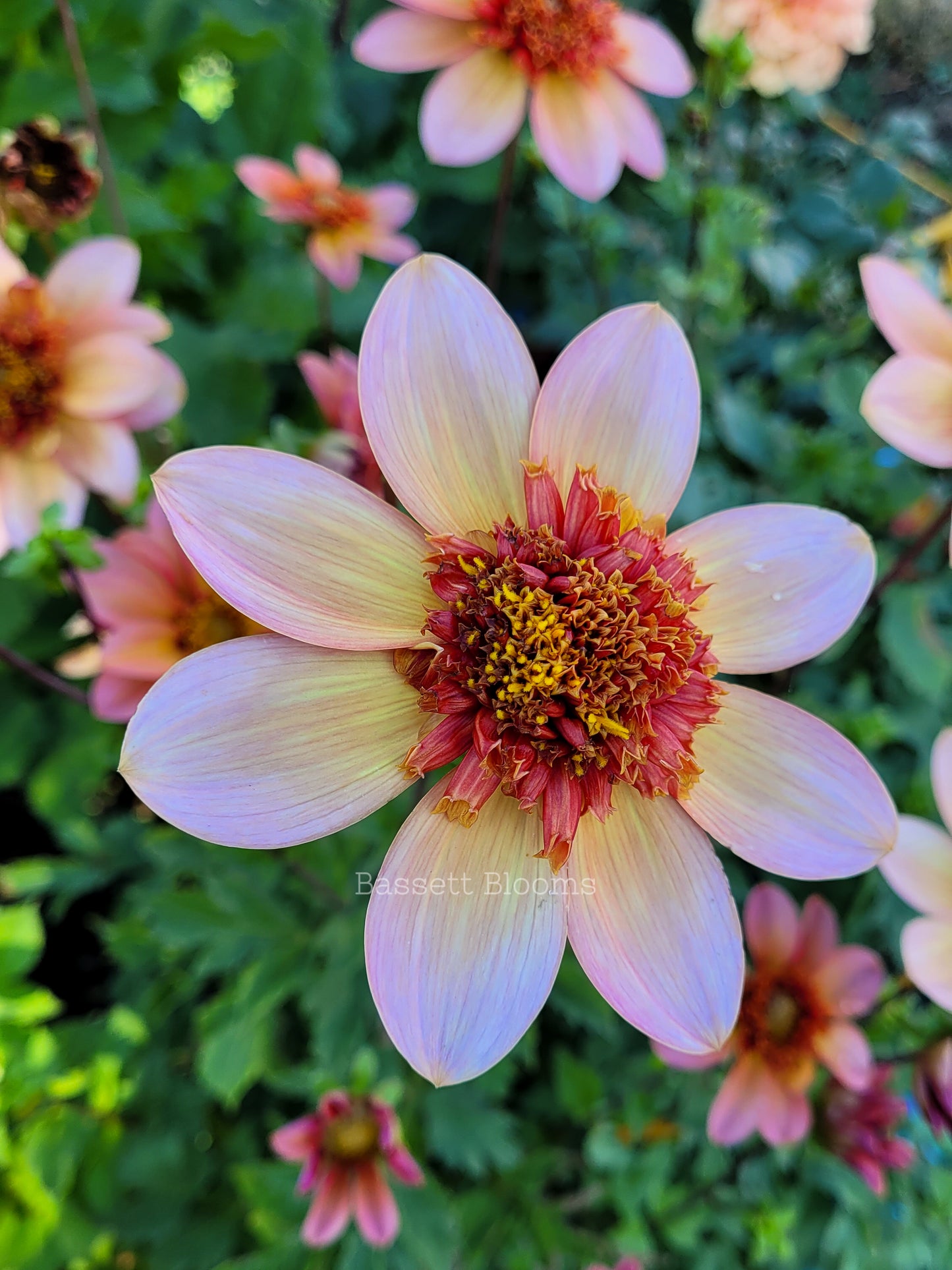Totally Tangerine - Dahlia Tuber