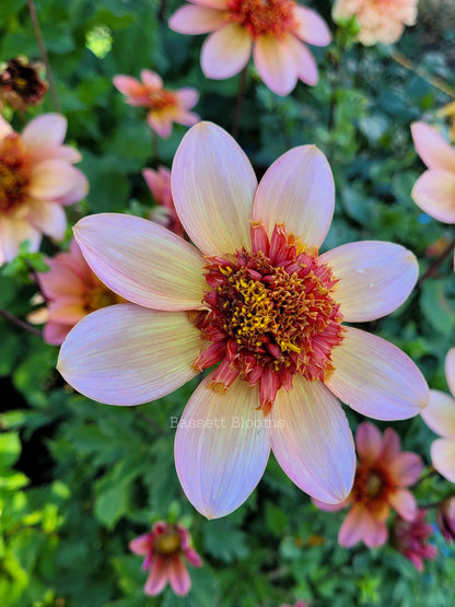 Totally Tangerine - Dahlia Tuber