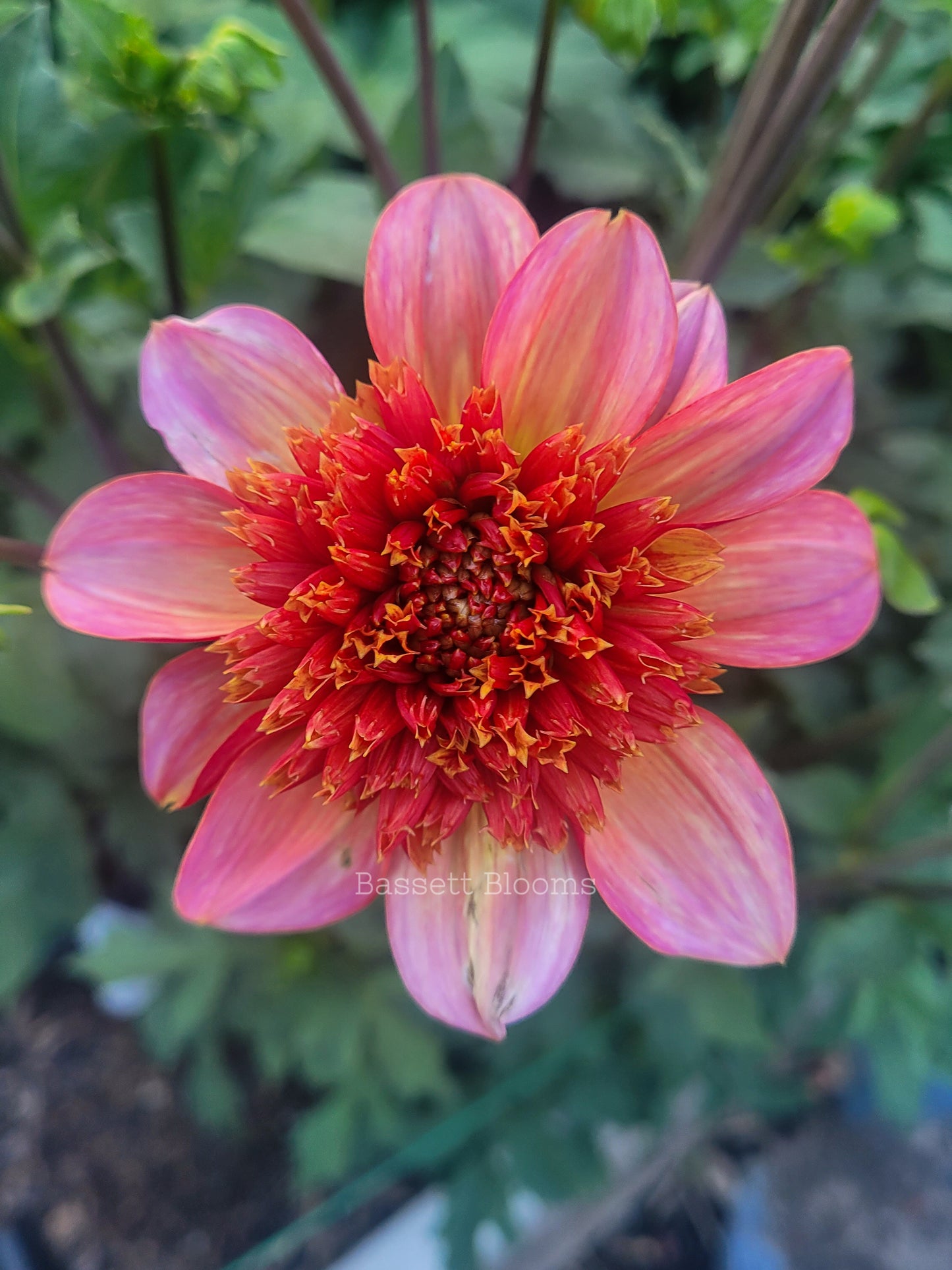 Totally Tangerine - Dahlia Tuber