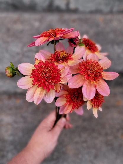 Totally Tangerine - Dahlia Tuber