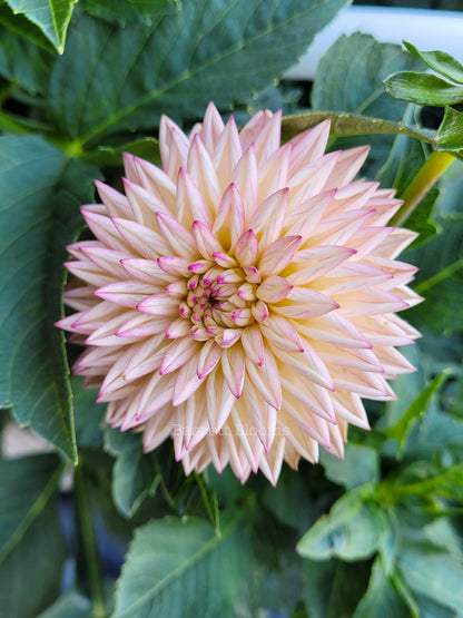 Valley Porcupine - Dahlia Tuber