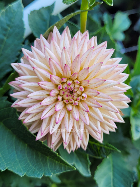 Valley Porcupine - Dahlia Tuber