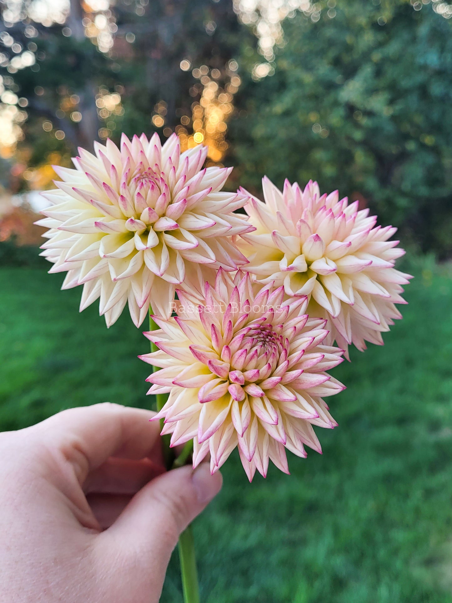 Valley Porcupine - Dahlia Tuber