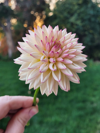 Valley Porcupine - Dahlia Tuber