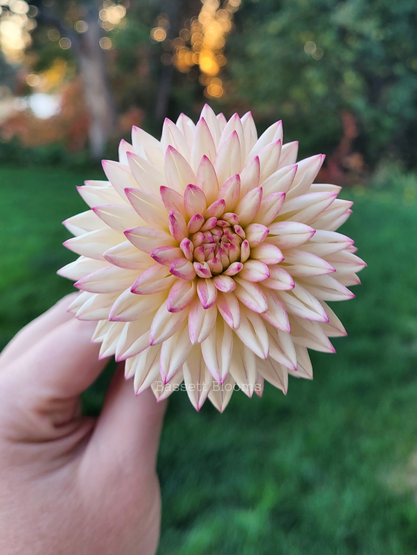 Valley Porcupine - Dahlia Tuber