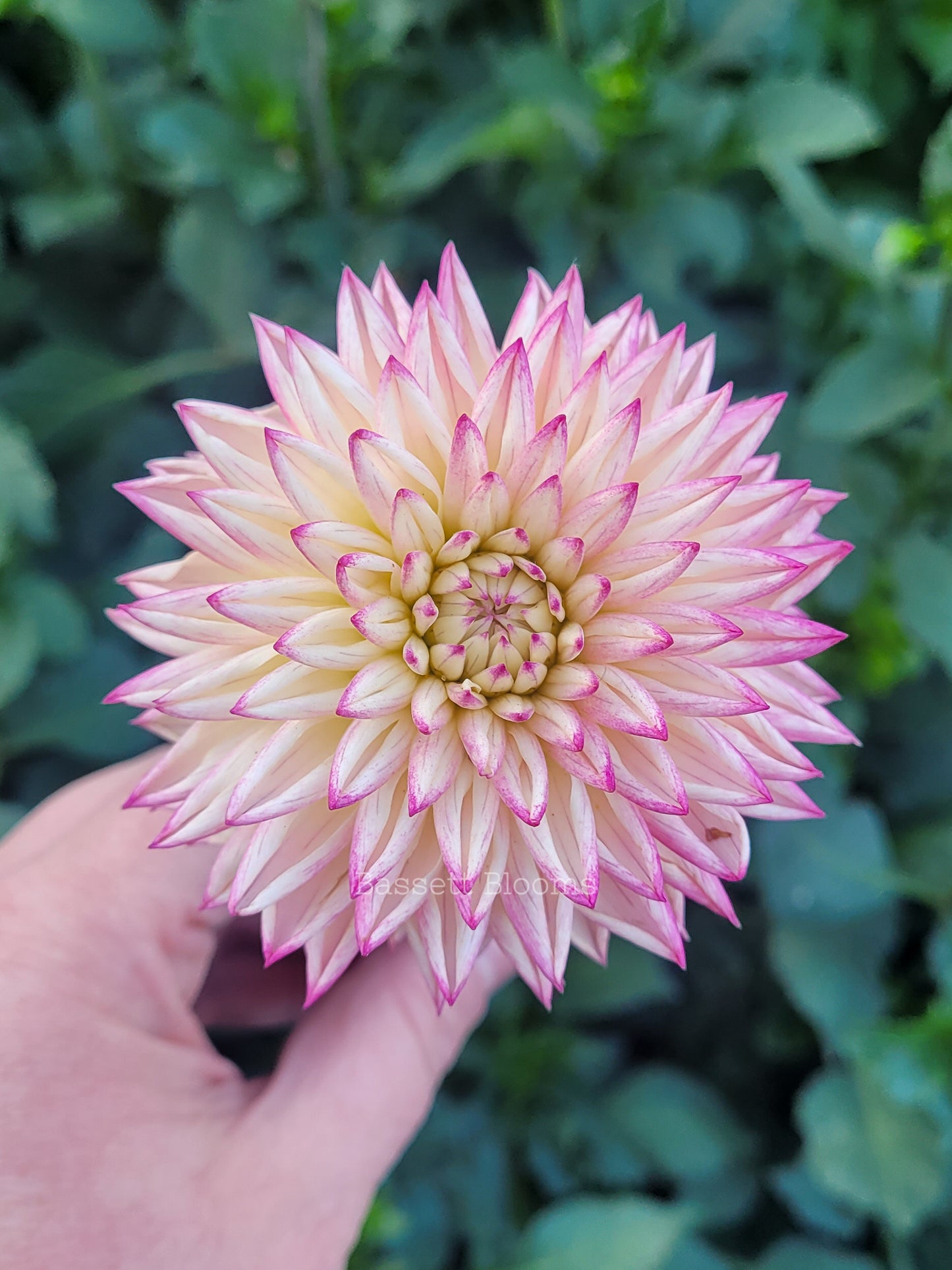 Valley Porcupine - Dahlia Tuber