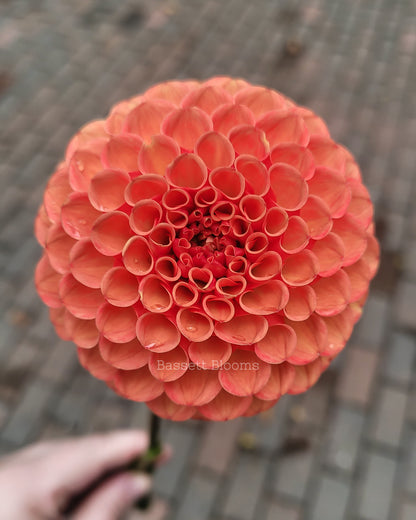 Valley Rust Bucket - Dahlia Tuber (4 PACK)