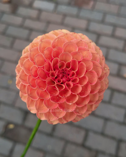 Valley Rust Bucket - Dahlia Tuber