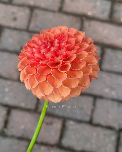 Valley Rust Bucket - Dahlia Tuber