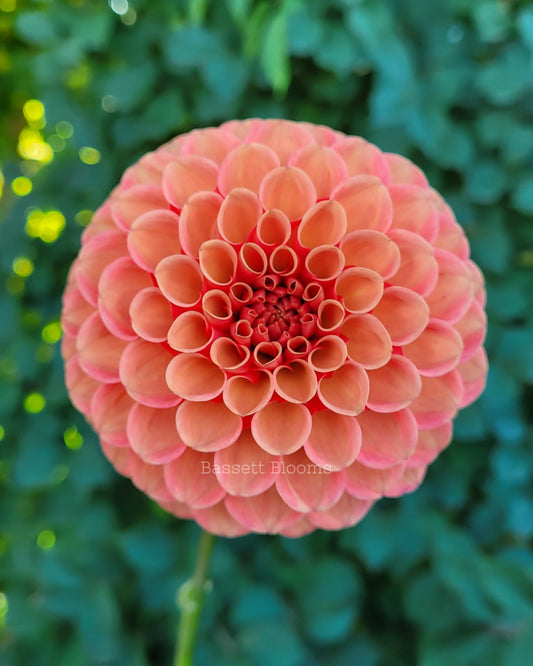 Valley Rust Bucket - Dahlia Tuber