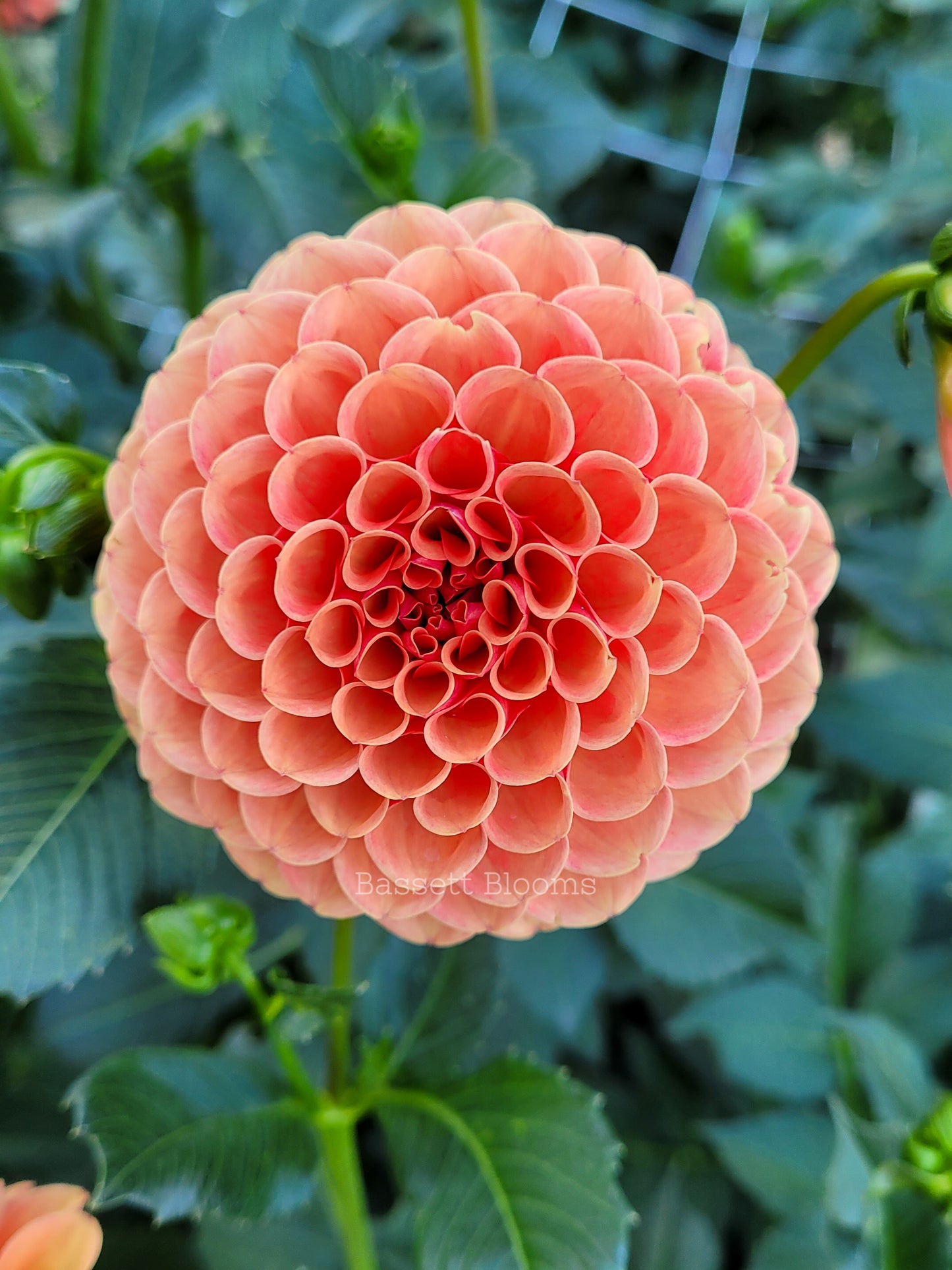 Valley Rust Bucket - Dahlia Tuber