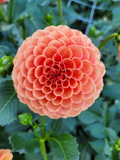 Valley Rust Bucket - Dahlia Tuber