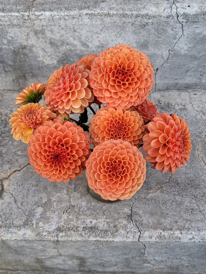 Valley Rust Bucket - Dahlia Tuber
