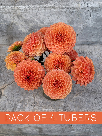 Valley Rust Bucket - Dahlia Tuber (4 PACK)