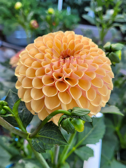 Valley Tawny - Dahlia Tuber
