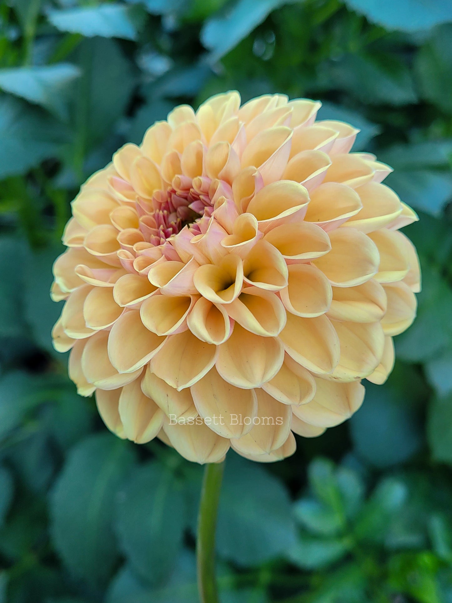 Valley Tawny - Dahlia Tuber