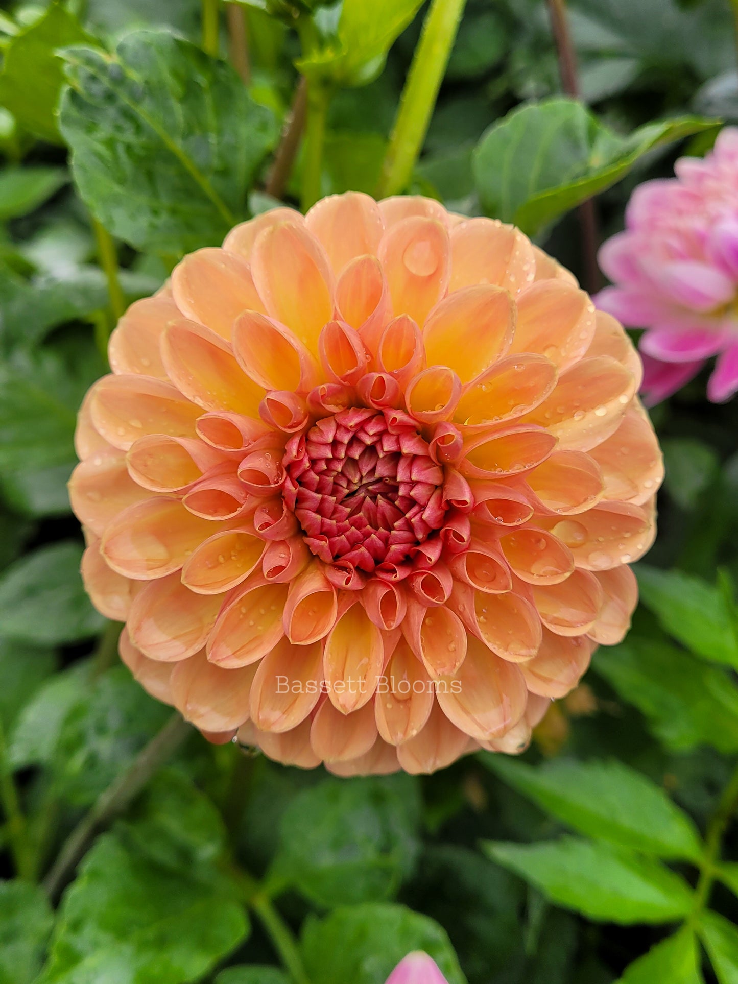 Valley Tawny - Dahlia Tuber