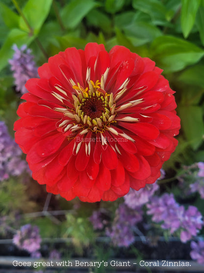 Tempest - Dahlia Tuber